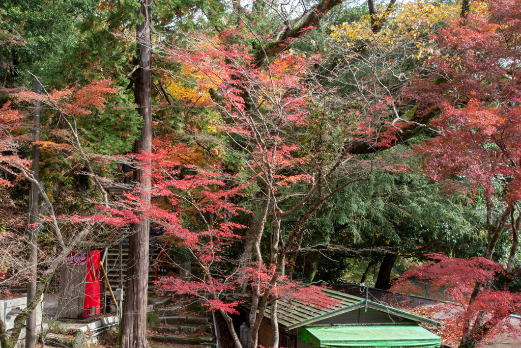 茶店前にも紅葉