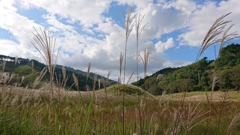 兵庫県 砥峰高原 初秋