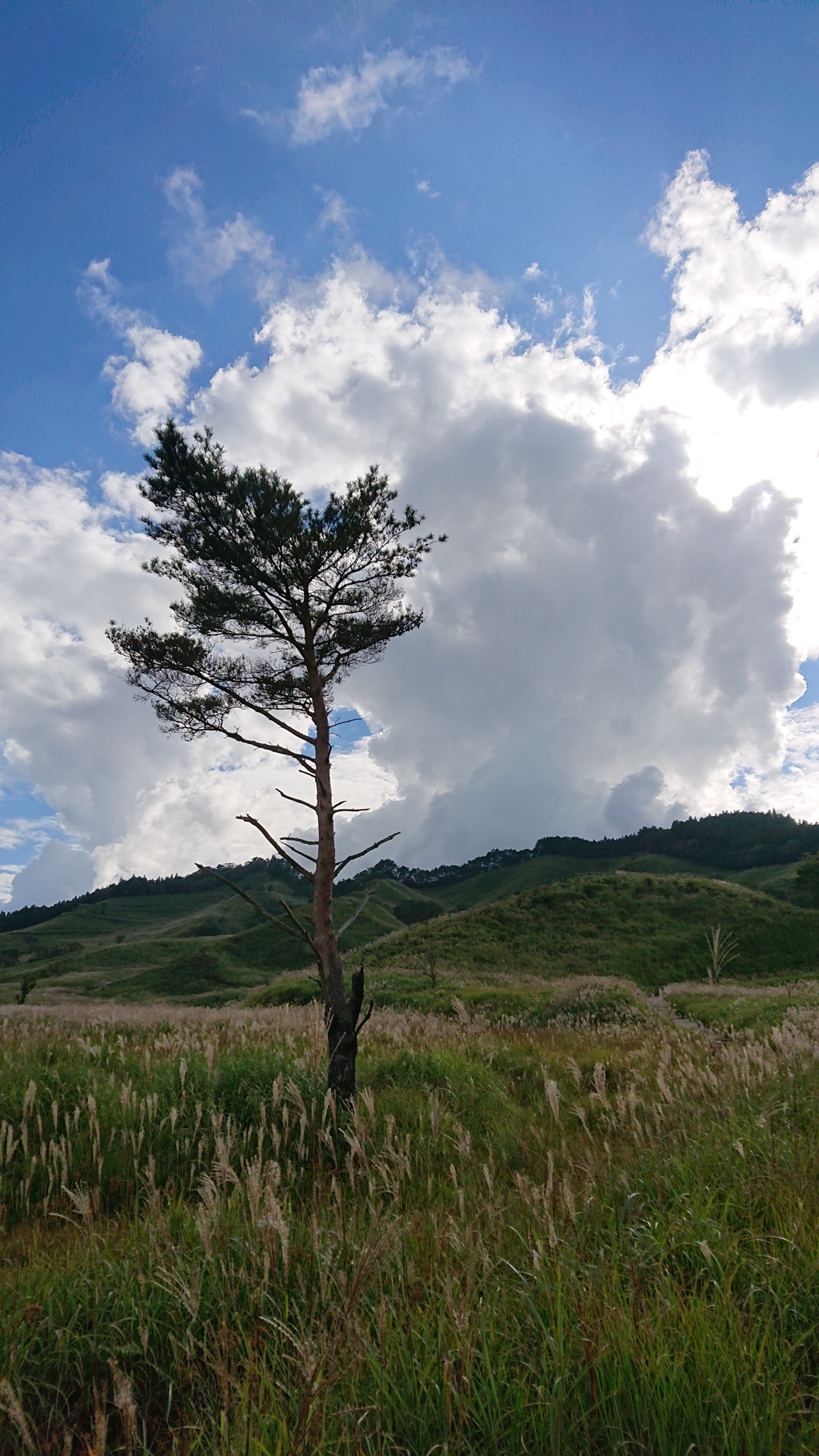 兵庫県 砥峰高原 初秋