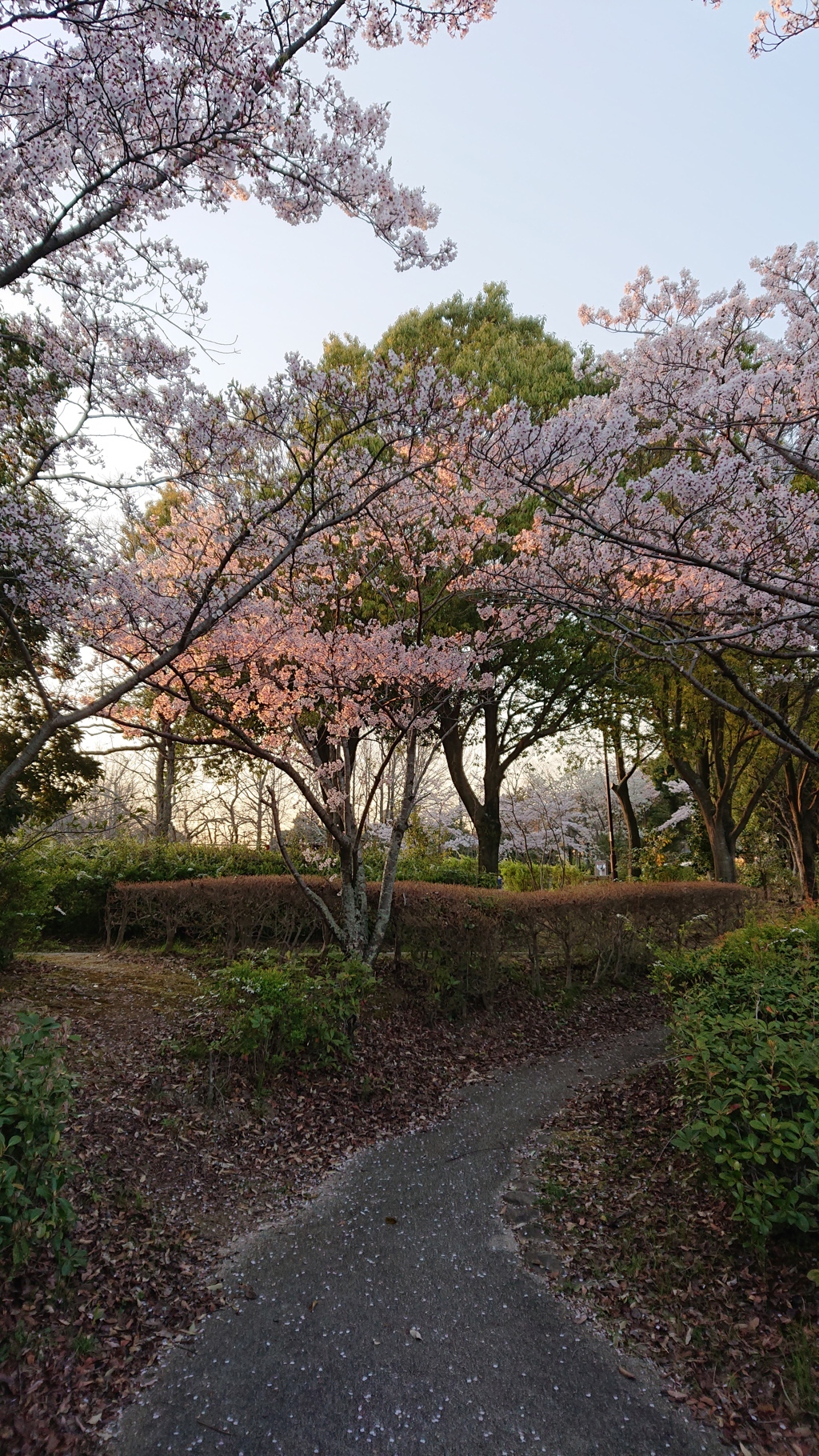 夕刻の桜