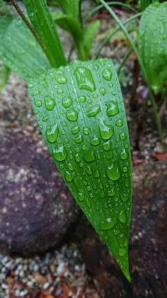 緑の雫