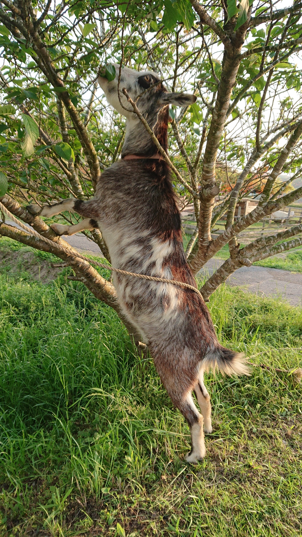 木へTry