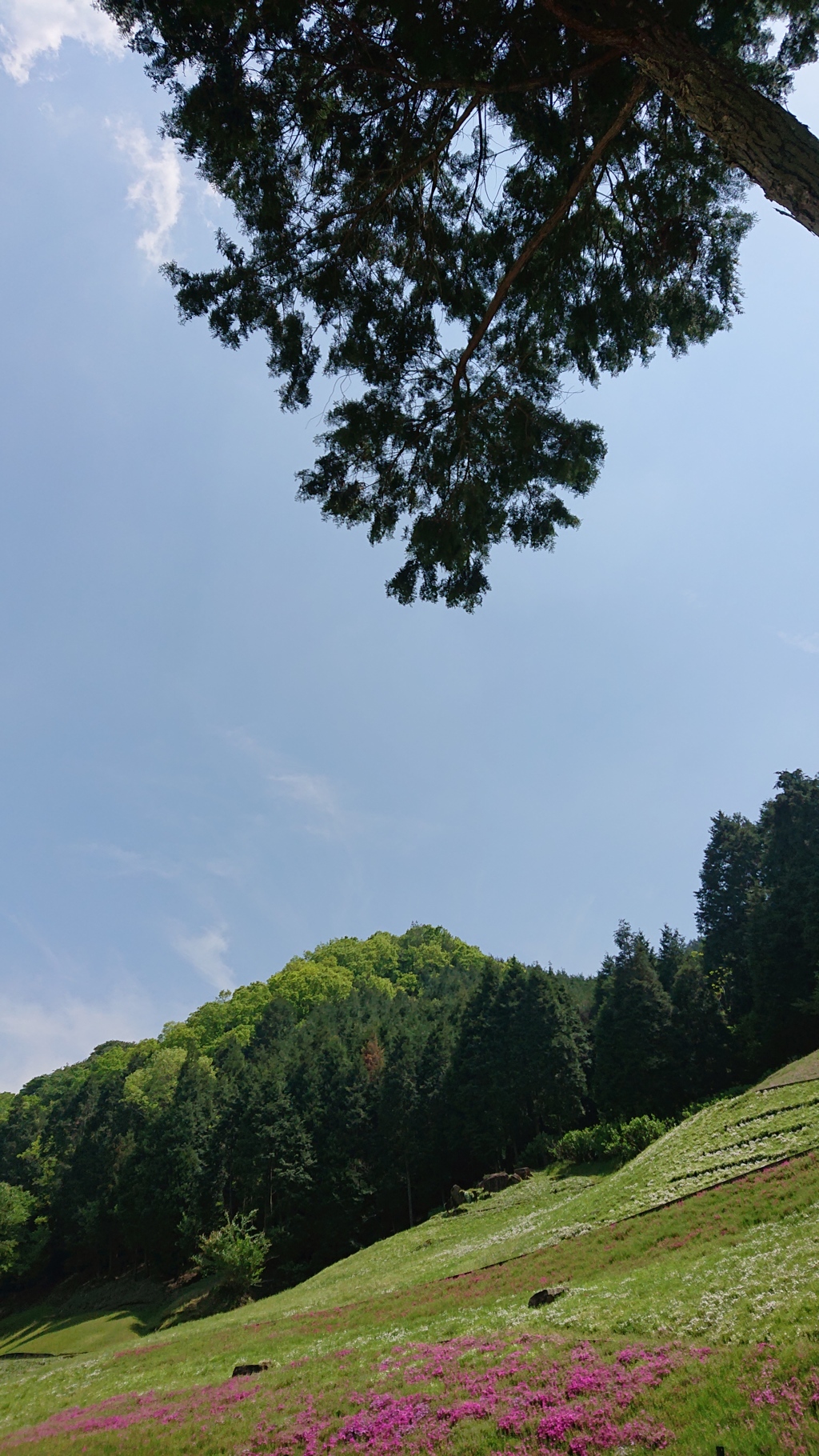 ５月