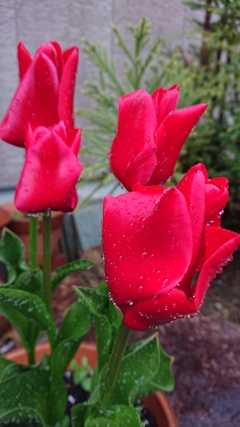 雨の赤