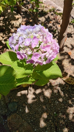 紫陽花