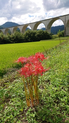 兵庫県 虎臥城大橋