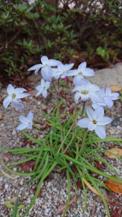 Small Spring