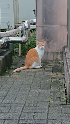 吾輩は猫でございます