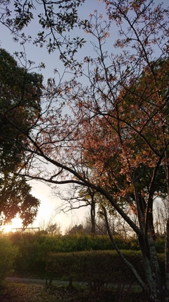 桜の終わり