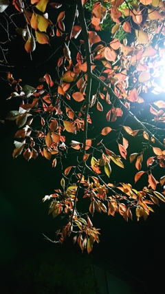 夜雅
