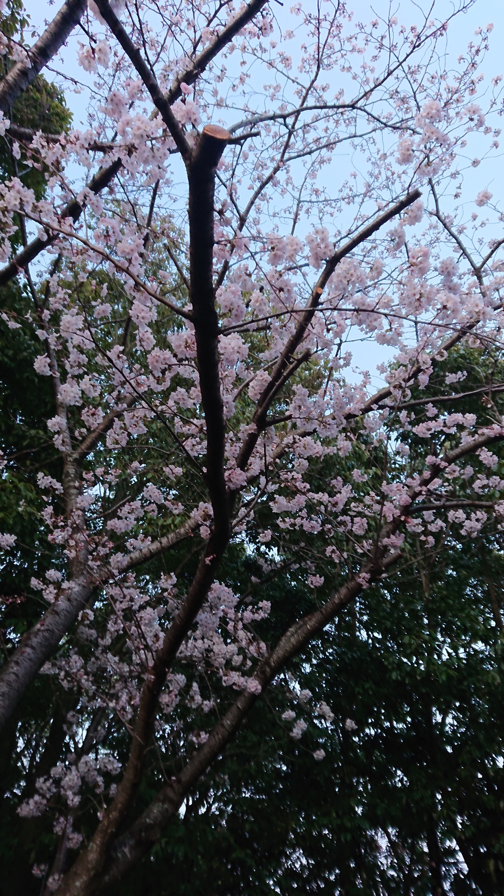 桜‥４月