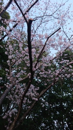 桜‥４月
