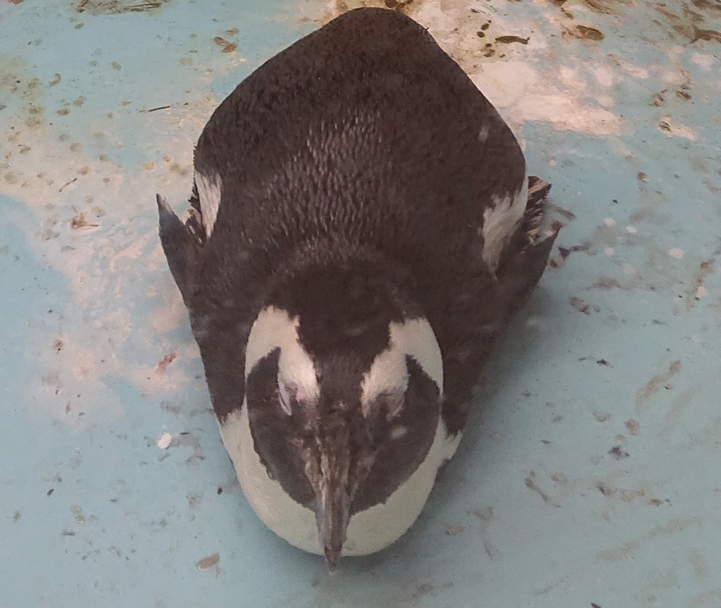 僕、ペンギン❕