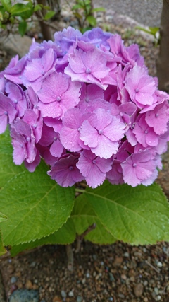 紫陽花
