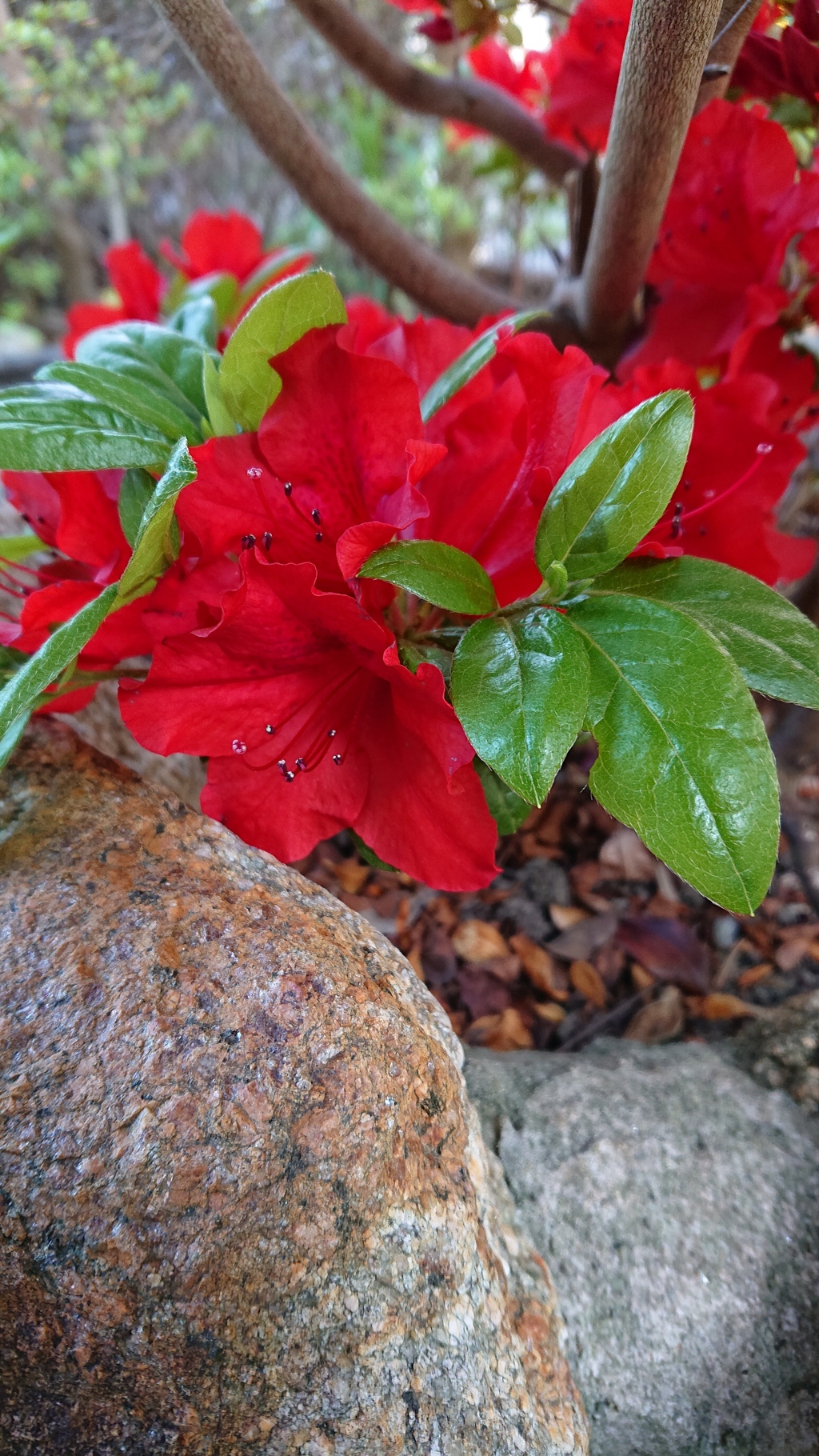 ５月の紅