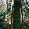 midori