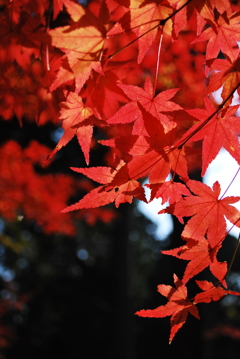 紅葉