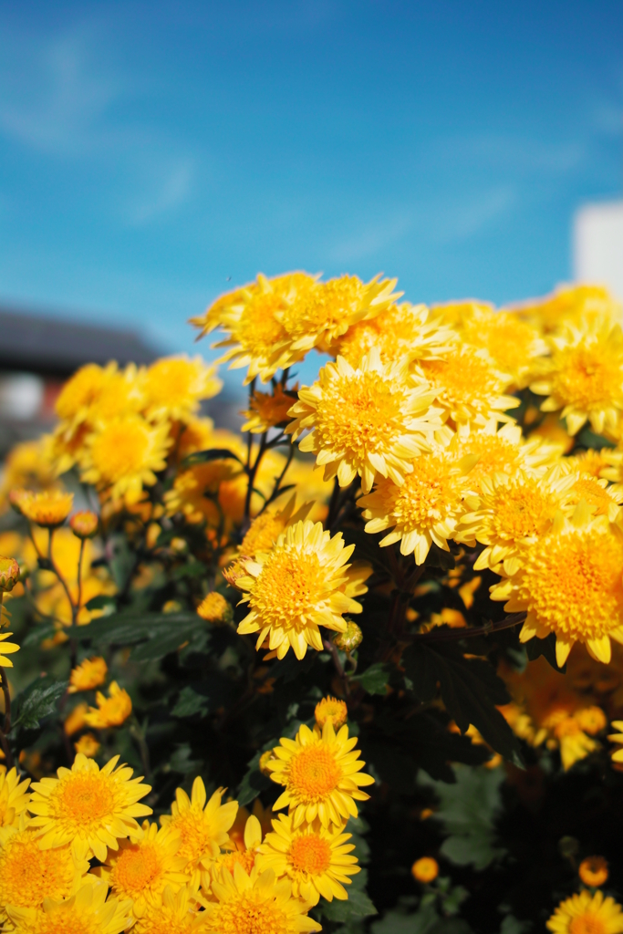 flower