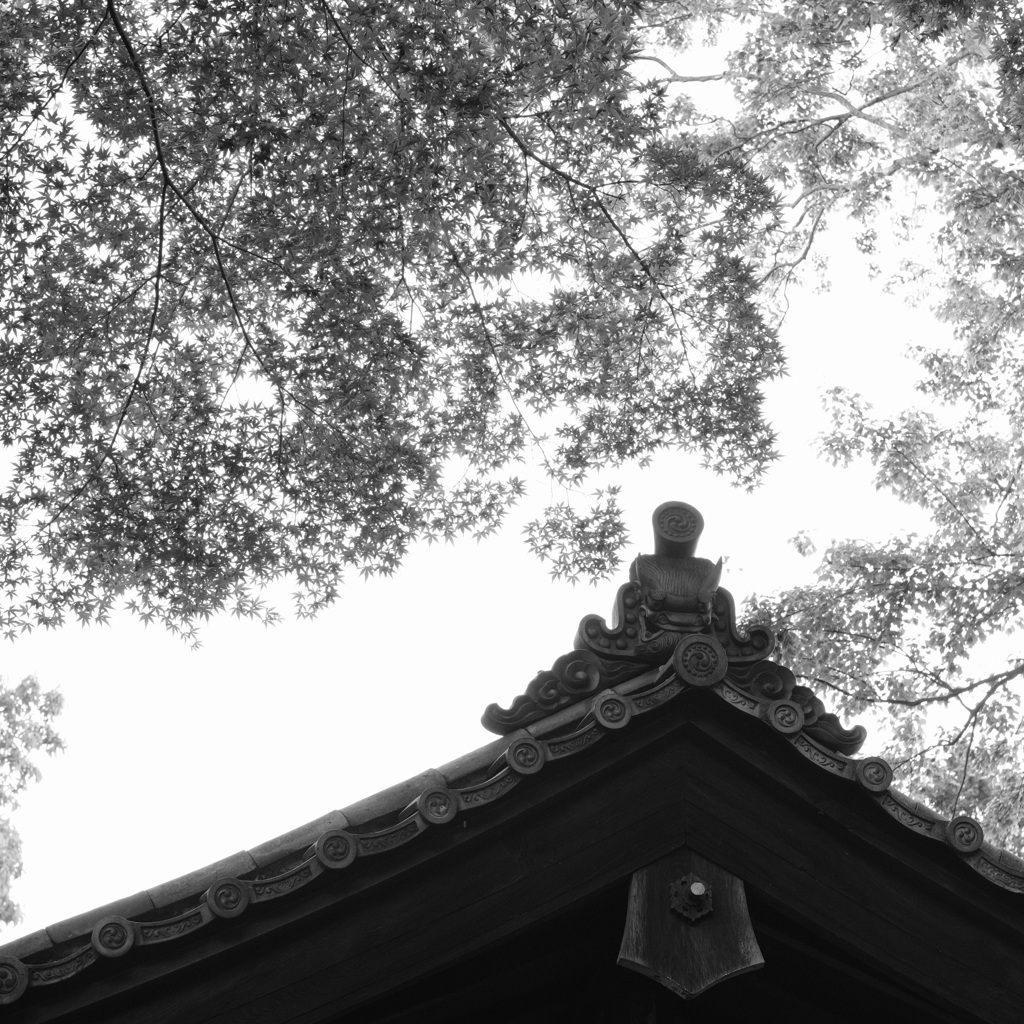 紅葉の寺の新緑