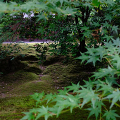 苔の扇状地