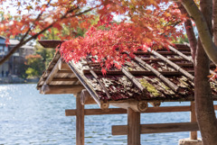徳川庭園