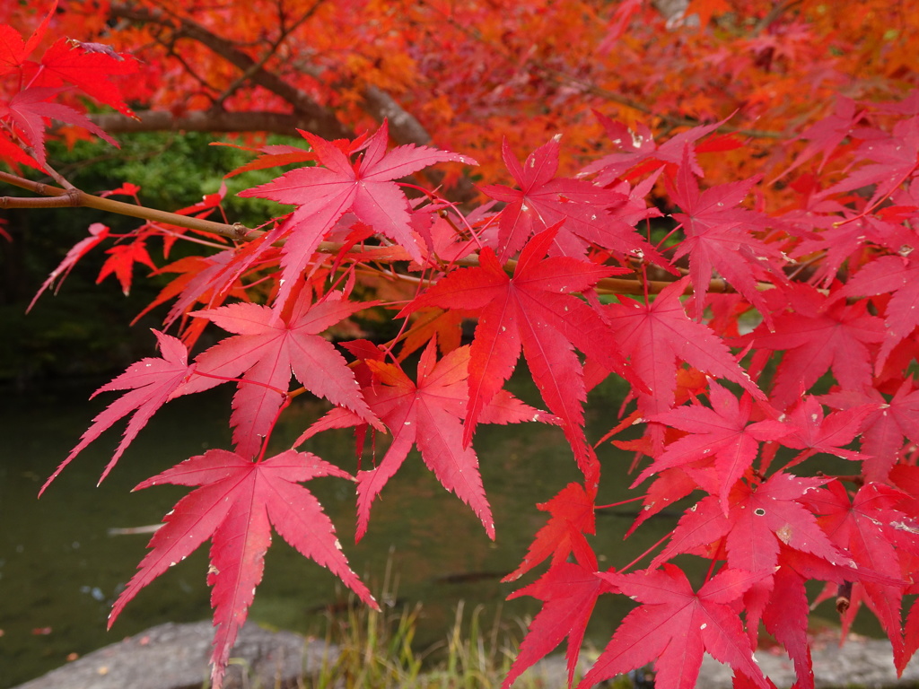 今更な紅葉