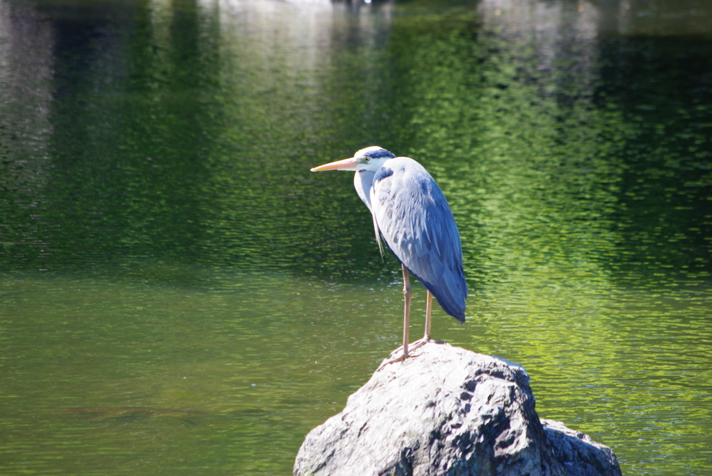 円山公園のサギ
