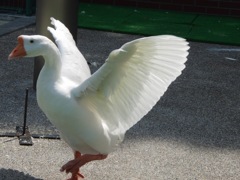 バサァ