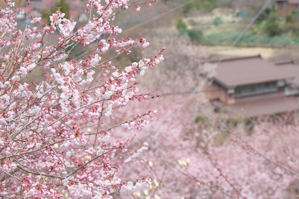 桃色の里