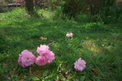 落ち桜