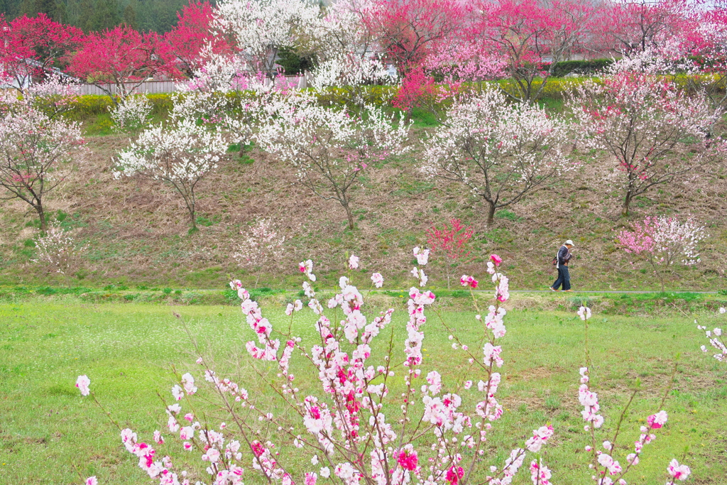花桃の里