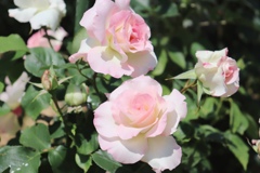 ピンクの薔薇