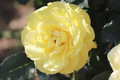 黄色の薔薇