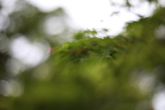 八幡神社　どうしてこうなったw