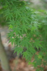 八幡神社　プラナーにて