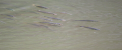 塩嶺閣　池の魚