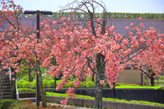 八重桜