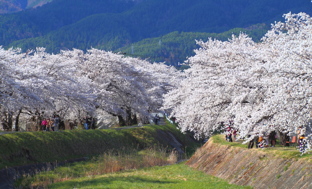 横河川の桜並木