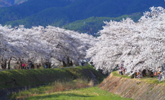 横河川の桜並木