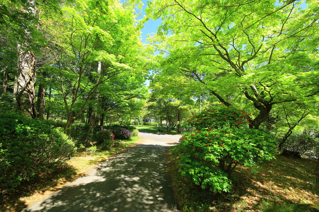 蓼科湖畔の木陰