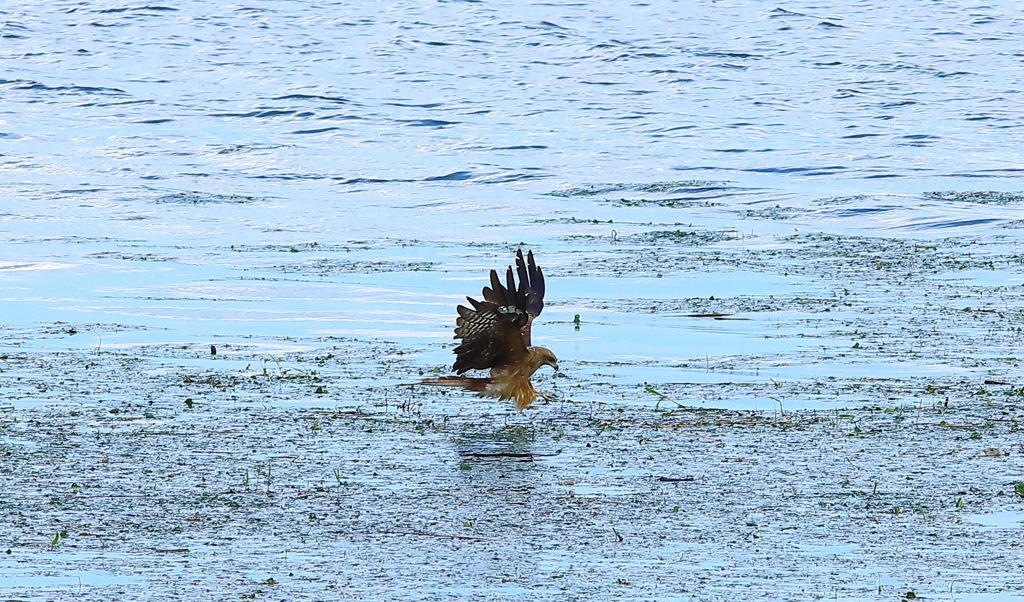 諏訪湖の鳶
