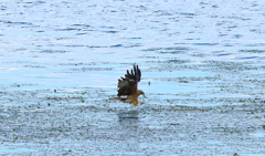 諏訪湖の鳶