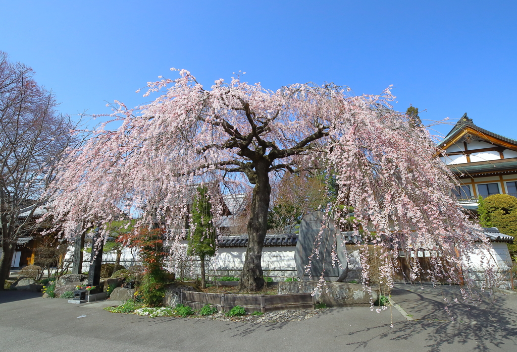 枝垂桜