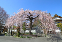 枝垂桜