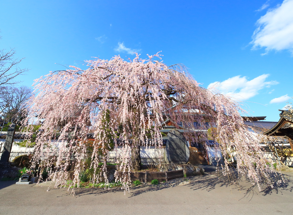 しだれ桜　