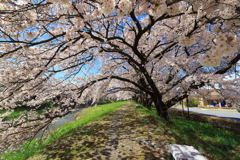 岡谷市　横河川　桜　2020