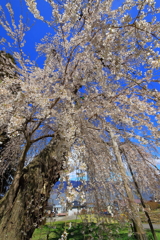 岡谷市　神木