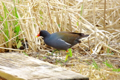 ばん