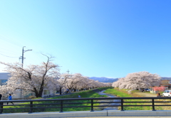 横河川の桜並木