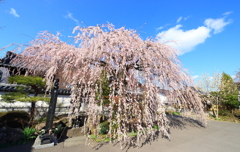 しだれ桜